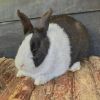 Vermist: Konijn Konijn – registratienummer 54352