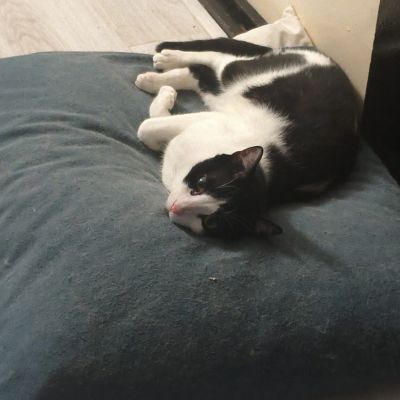 Vermist: Kat Europese Korthaar – registratienummer 59423