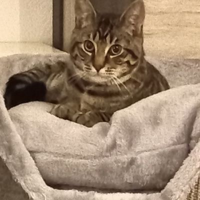 Vermist: Kat Europese Korthaar – registratienummer 57509