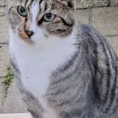 Vermist: Kat Europese Korthaar – registratienummer 58582