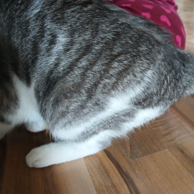 Gevonden: Kat Europese Korthaar – registratienummer 57731