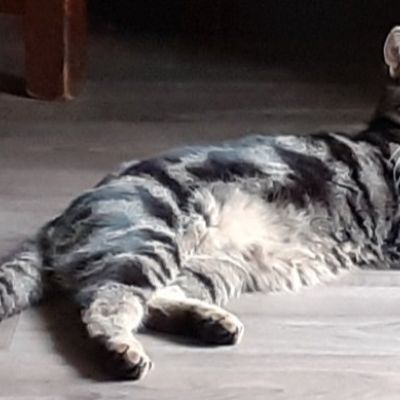 Vermist: Kat Europese Korthaar – registratienummer 59357