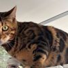 Vermist: Kat Bengaalse kat – registratienummer 59330