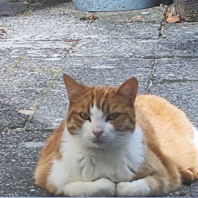 Vermist: Kat Europese Korthaar – registratienummer 59941