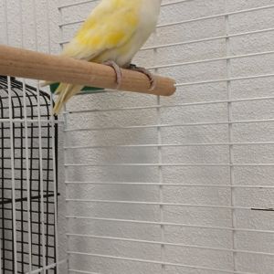 Gevonden: Vogel Agapornis  – registratienummer 59626