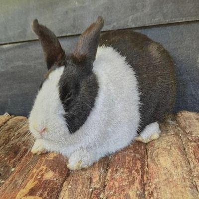 Vermist: Konijn Konijn – registratienummer 54352