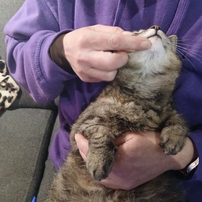 Gevonden: Kat Europese Korthaar – registratienummer 57429
