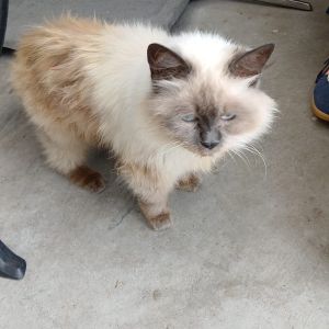Gevonden: Kat Ragdoll – registratienummer 59202