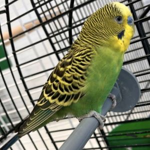 Gevonden: Vogel Parkiet – registratienummer 57267