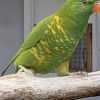 Vermist: Vogel Koppel Parkieten (Schubben) – registratienummer 57224