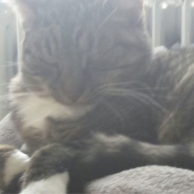 Vermist: Kat Europese Korthaar – registratienummer 58387