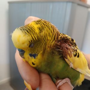 Gevonden: Vogels Grasparkiet  – registratienummer 57592