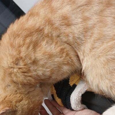 Gevonden: Kat Europese Korthaar – registratienummer 56903