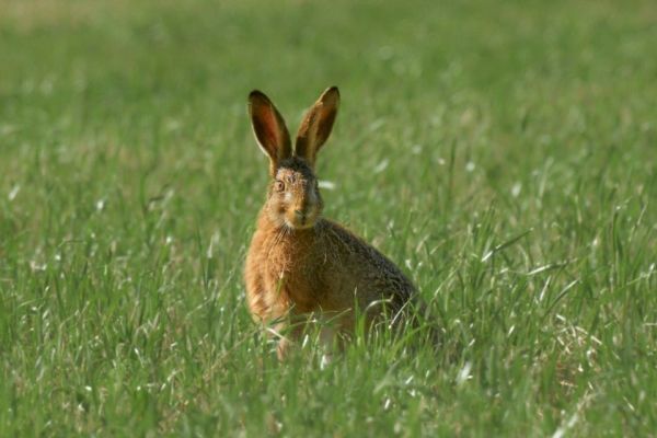 Waarschuwing voor konijnenvirus in Aagtenpark