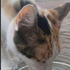 Gevonden: Kat Europese Korthaar Zichtmelding  – registratienummer 5