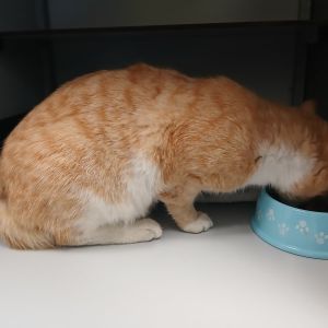 Gevonden: Kat Europese Korthaar – registratienummer 577