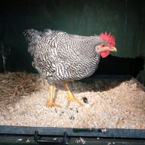 Gevonden: Vogel Kip – registratienummer 599021154