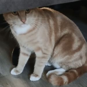 Gevonden: Kat Europese Korthaar *Zichtmelding* – registratienummer 58913