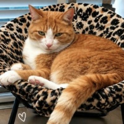 Vermist: Kat Europese korthaar – registratienummer 59960