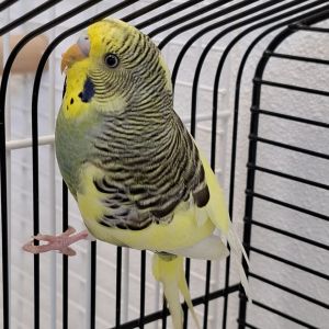 Gevonden: Vogels Grasparkiet – registratienummer 57857