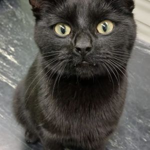 Gevonden: Kat Europese Korthaar – registratienummer 573