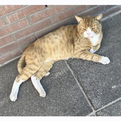 Gevonden: Kat Europese Korthaar Zichtmelding – registratienummer 59335