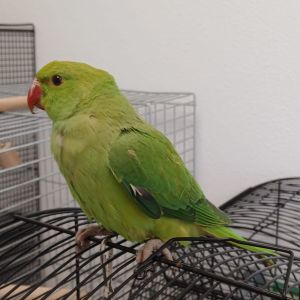 Gevonden: Vogel Parkiet – registratienummer 58282