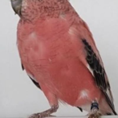 Vermist: Vogel Vogels,  meerdere – registratienummer 57211