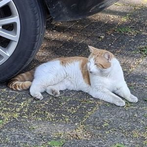 Gevonden: Kat Europese Korthaar *zichtmelding* – registratienummer 57549