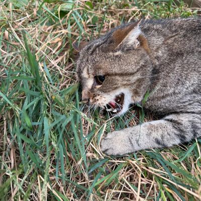 Gevonden: Kat Europese Korthaar – registratienummer 58844