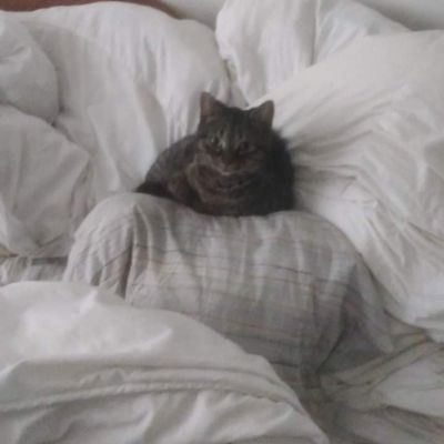 Vermist: Kat Europese Korthaar – registratienummer 50434