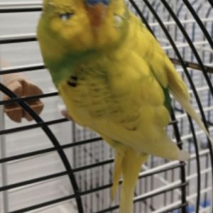 Gevonden: Vogels Parkiet – registratienummer 57717
