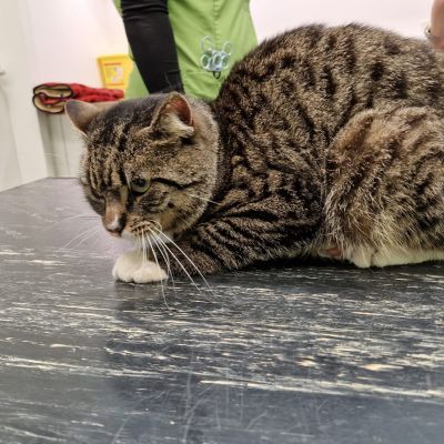 Gevonden: Kat Europese Korthaar – registratienummer 57587
