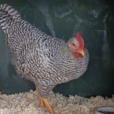 Gevonden: Vogel Kip – registratienummer 59592759