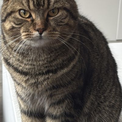 Vermist: Kat Europese Korthaar – registratienummer 59860