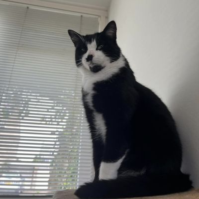 Vermist: Kat Europese Korthaar – registratienummer 52838