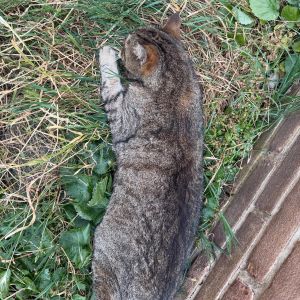Gevonden: Kat Europese Korthaar – registratienummer 58844