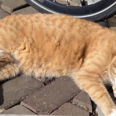 Vermist: Kat Europese Korthaar – registratienummer 59279